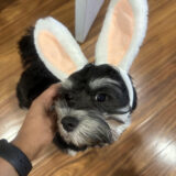 https://courtneyspawsomeretreat.com/wp-content/uploads/2024/06/Dogs11-160x160.jpg
