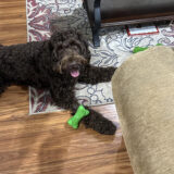 https://courtneyspawsomeretreat.com/wp-content/uploads/2024/06/Dogs28-160x160.jpg