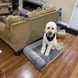 https://courtneyspawsomeretreat.com/wp-content/uploads/2024/06/Dogs37-160x160.jpg
